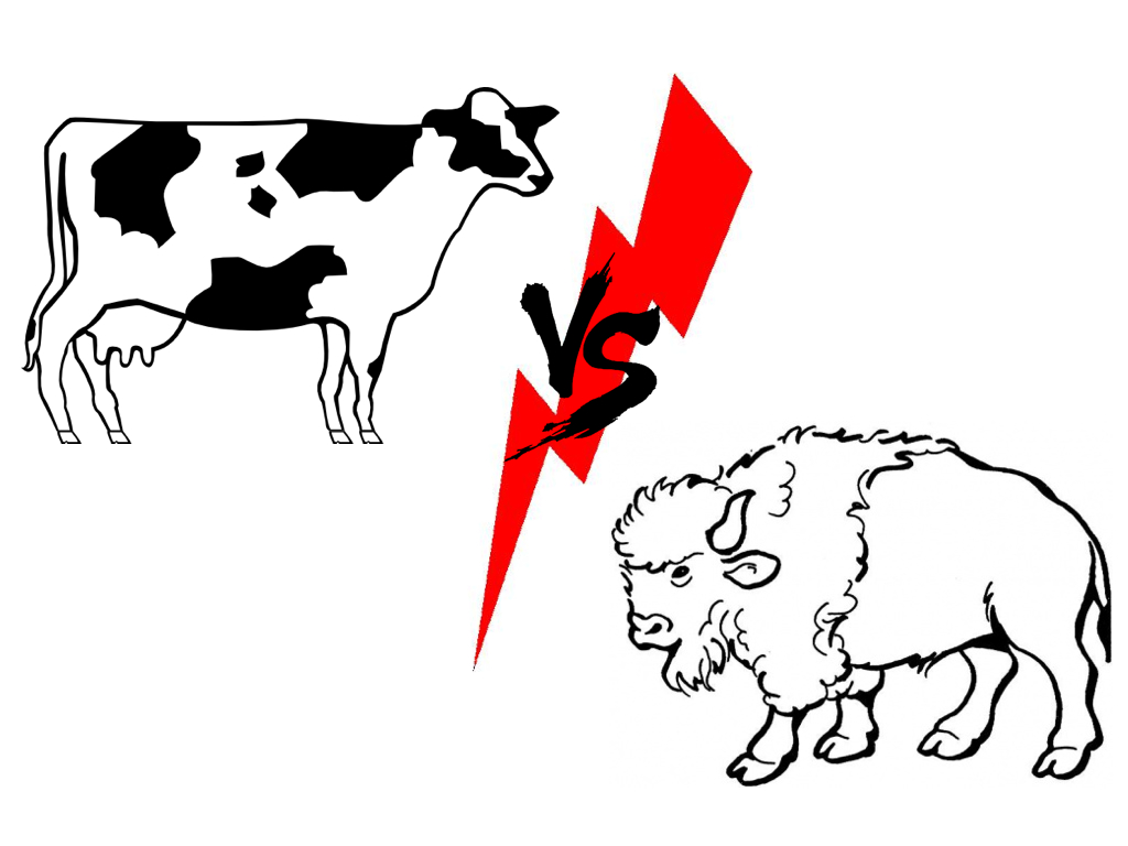 Cow vs Buffalo
