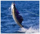 buying leads - fishing
