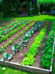 garden