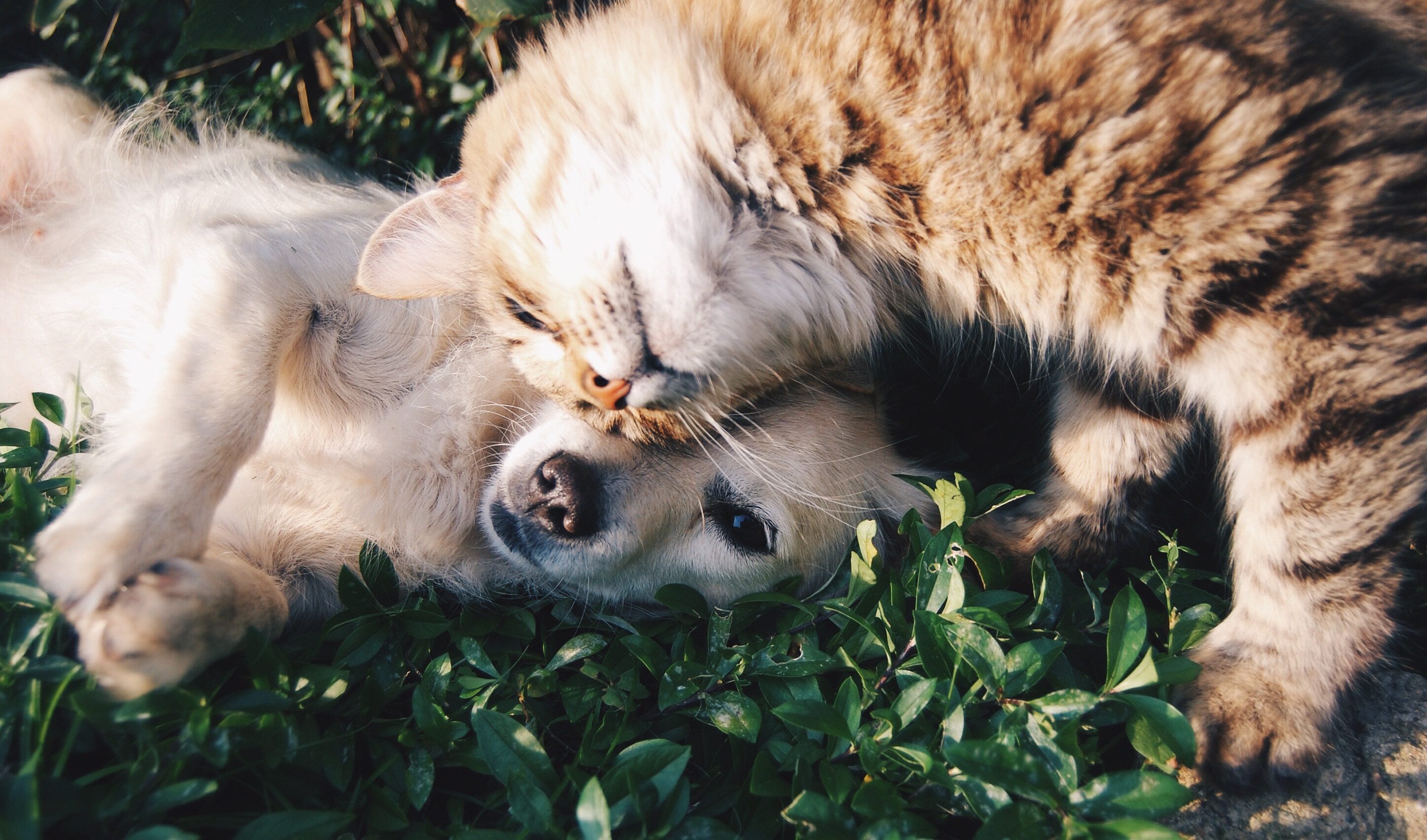 cause marketing pet shelter cute puppy and cat for tips for marketing your small business