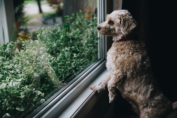 puppy looking out window