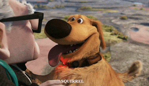 squirrel-gif
