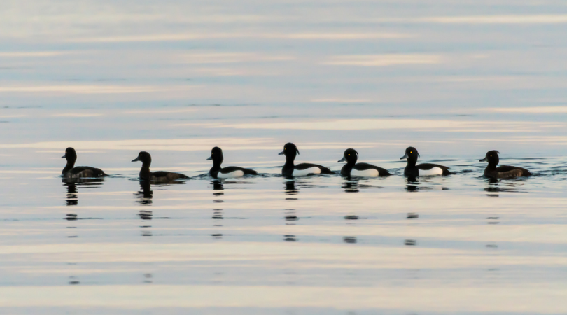 Ducks.png