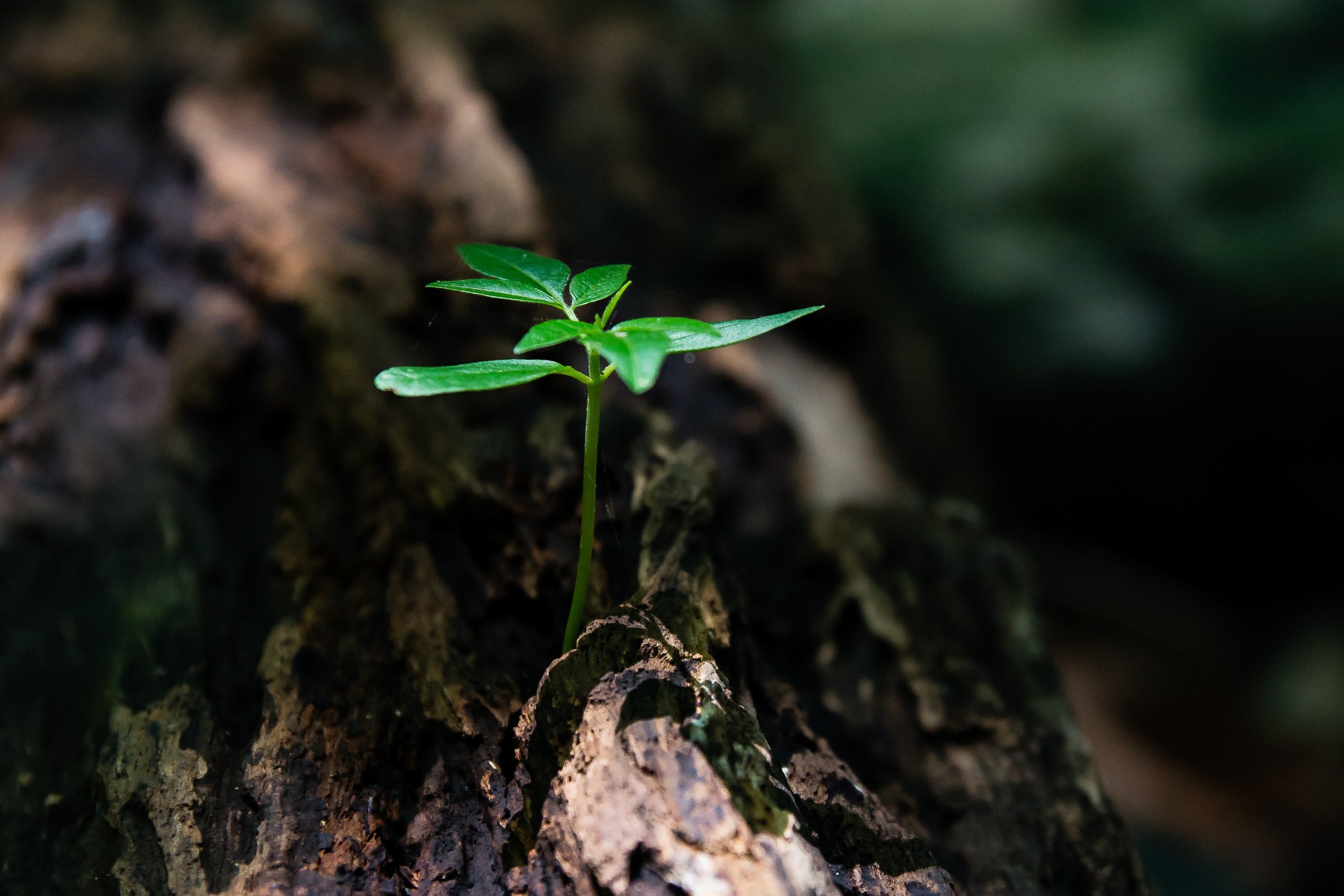 growth, business growth, customer-centricity, customer-centric, competitive intelligence, customer insights, market insights, data, insights, ecosystem, processes, operational excellence, planning, frameworks