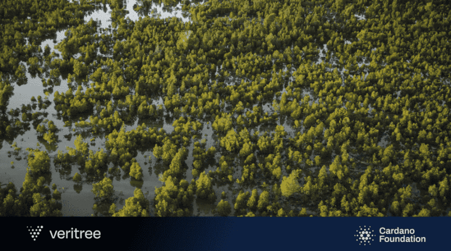 Cardano sustainability