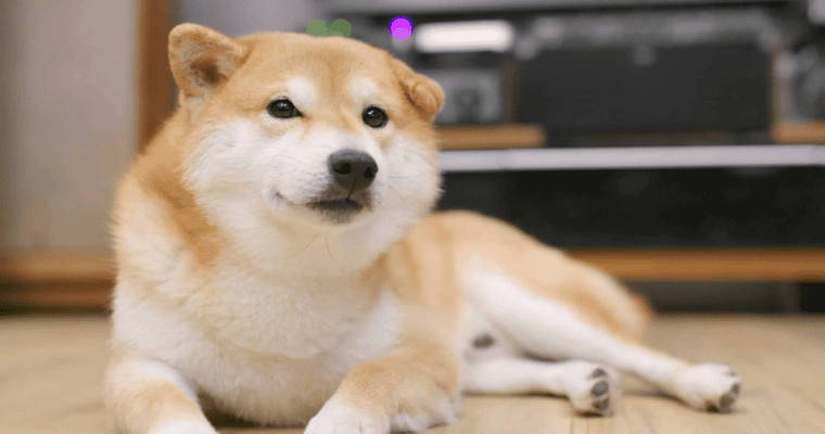 Dogecoin Price Prediction - Is Elon Musk Effect Propelling DOGE 19% Higher to $0.07 on Twitter Adoption Hopes?