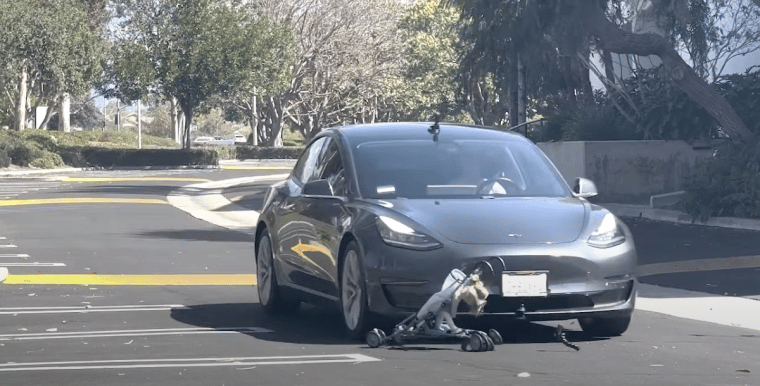 dawn project tesla fsd
