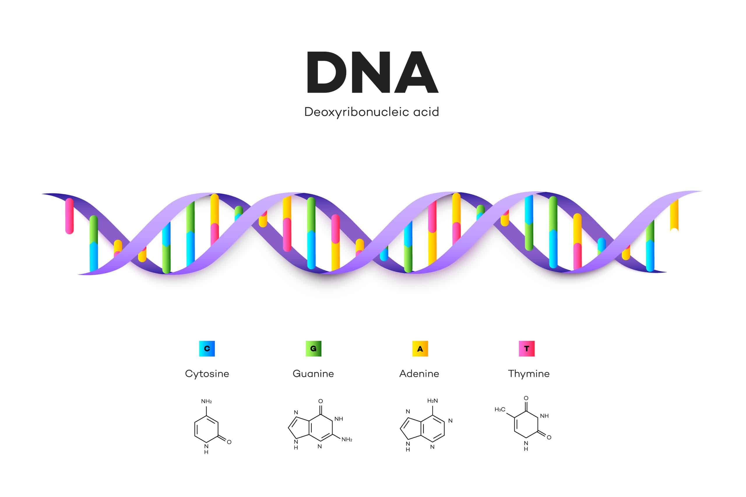 DNA diagram