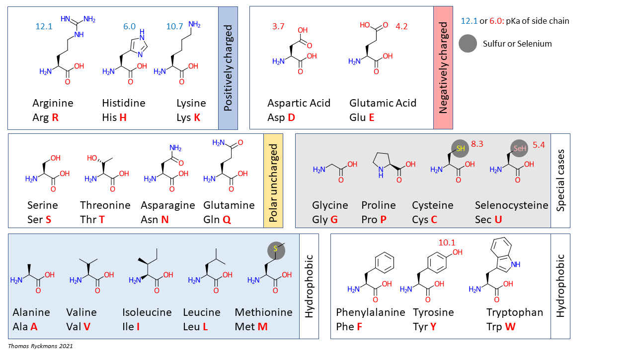 structures of all 20 amino acids