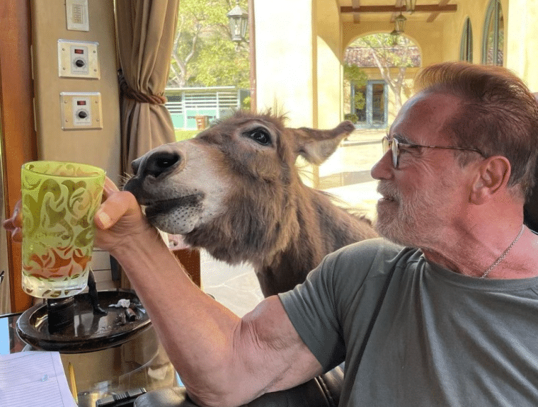 arnold schwarzenegger and donkey