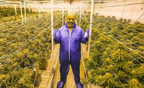 mike tyson cannabis ranch