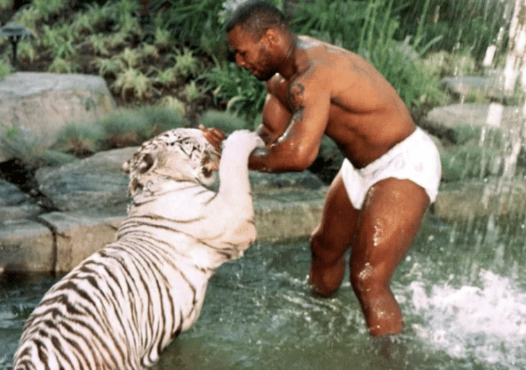 mike tyson tiger