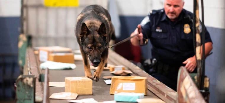 indiana police uses k-9 unit to go through packages