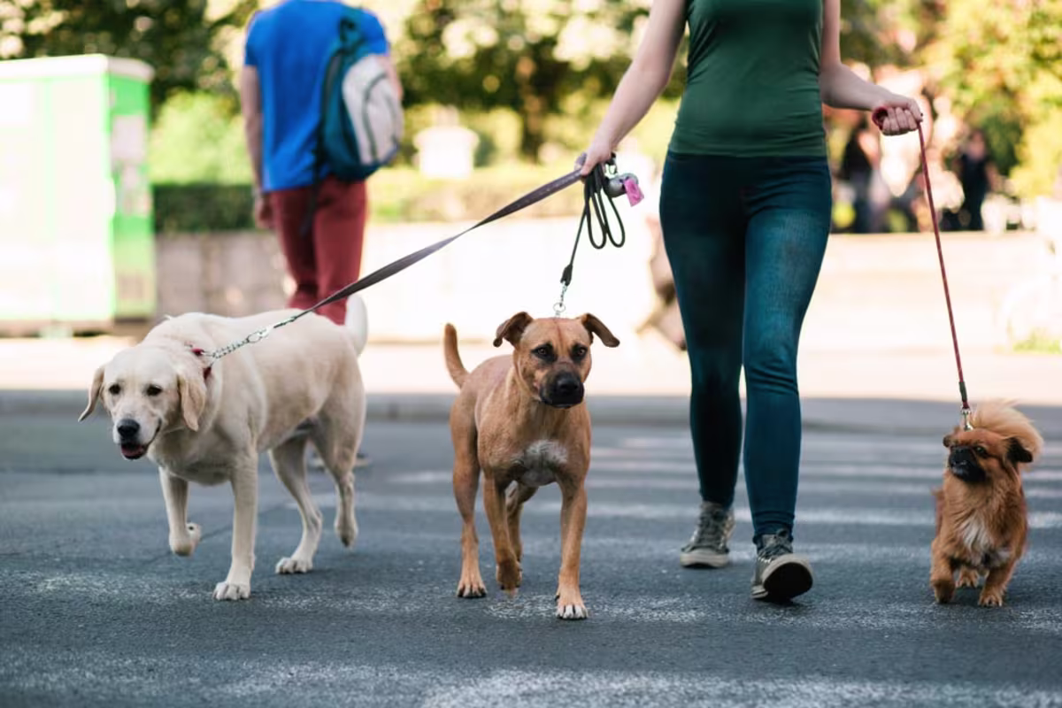 walking dogs